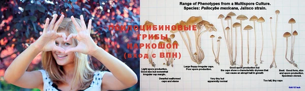наркотики Бородино